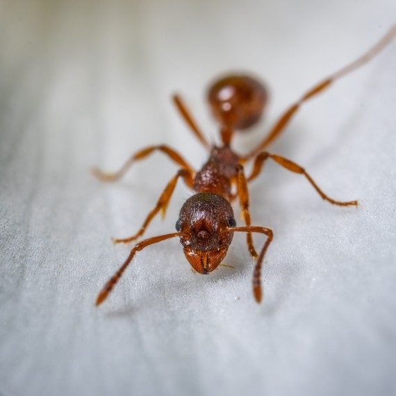 Field Ants, Pest Control in New Cross, New Cross Gate, SE14. Call Now! 020 8166 9746