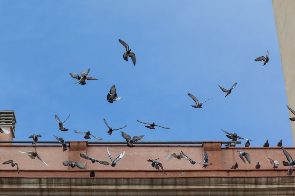 Pigeon Pest, Pest Control in New Cross, New Cross Gate, SE14. Call Now 020 8166 9746