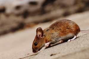 Mouse extermination, Pest Control in New Cross, New Cross Gate, SE14. Call Now 020 8166 9746