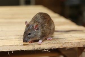 Rodent Control, Pest Control in New Cross, New Cross Gate, SE14. Call Now 020 8166 9746