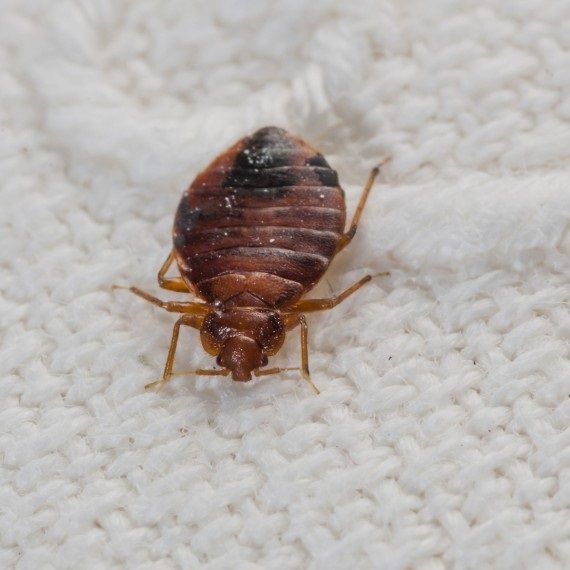 Bed Bugs, Pest Control in New Cross, New Cross Gate, SE14. Call Now! 020 8166 9746