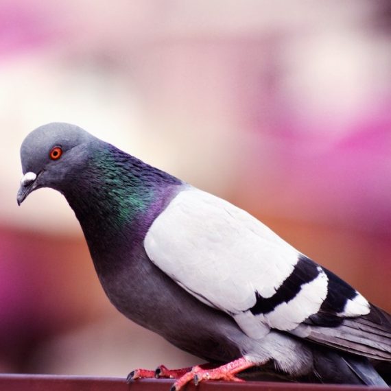 Birds, Pest Control in New Cross, New Cross Gate, SE14. Call Now! 020 8166 9746