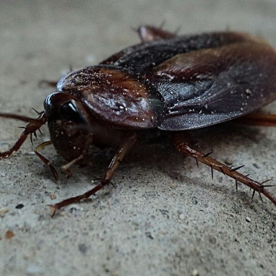 Cockroaches, Pest Control in New Cross, New Cross Gate, SE14. Call Now! 020 8166 9746