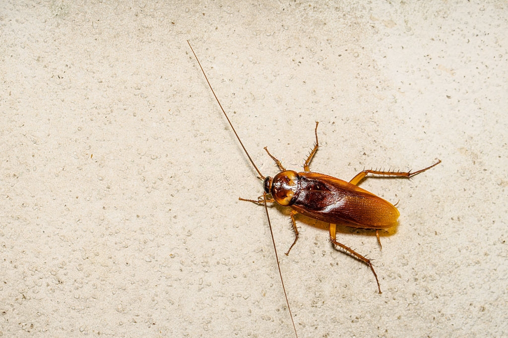 Cockroach Control, Pest Control in New Cross, New Cross Gate, SE14. Call Now 020 8166 9746