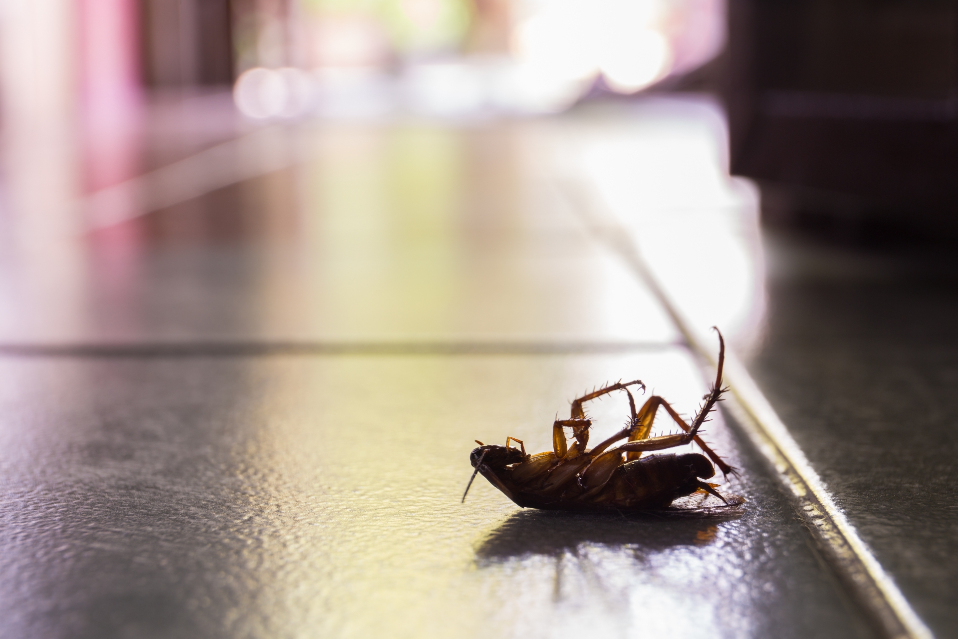 Cockroach Control, Pest Control in New Cross, New Cross Gate, SE14. Call Now 020 8166 9746