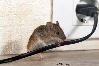 Pest Control in New Cross, New Cross Gate, SE14. Call Now! 020 8166 9746