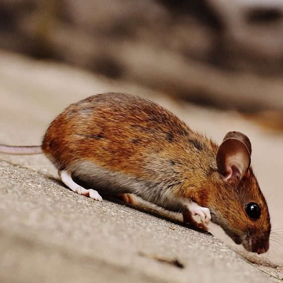 Mice, Pest Control in New Cross, New Cross Gate, SE14. Call Now! 020 8166 9746