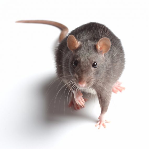 Rats, Pest Control in New Cross, New Cross Gate, SE14. Call Now! 020 8166 9746