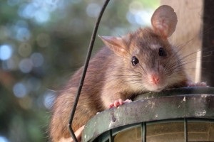 Rat extermination, Pest Control in New Cross, New Cross Gate, SE14. Call Now 020 8166 9746