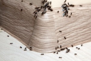 Ant Control, Pest Control in New Cross, New Cross Gate, SE14. Call Now 020 8166 9746