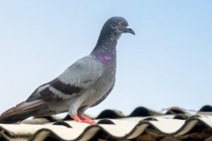 Pigeon Pest, Pest Control in New Cross, New Cross Gate, SE14. Call Now 020 8166 9746