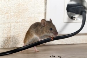 Mice Control, Pest Control in New Cross, New Cross Gate, SE14. Call Now 020 8166 9746