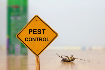 Pest Contol in New Cross, New Cross Gate, SE14. Call Now 020 8166 9746