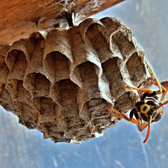 Wasps Nest, Pest Control in New Cross, New Cross Gate, SE14. Call Now! 020 8166 9746